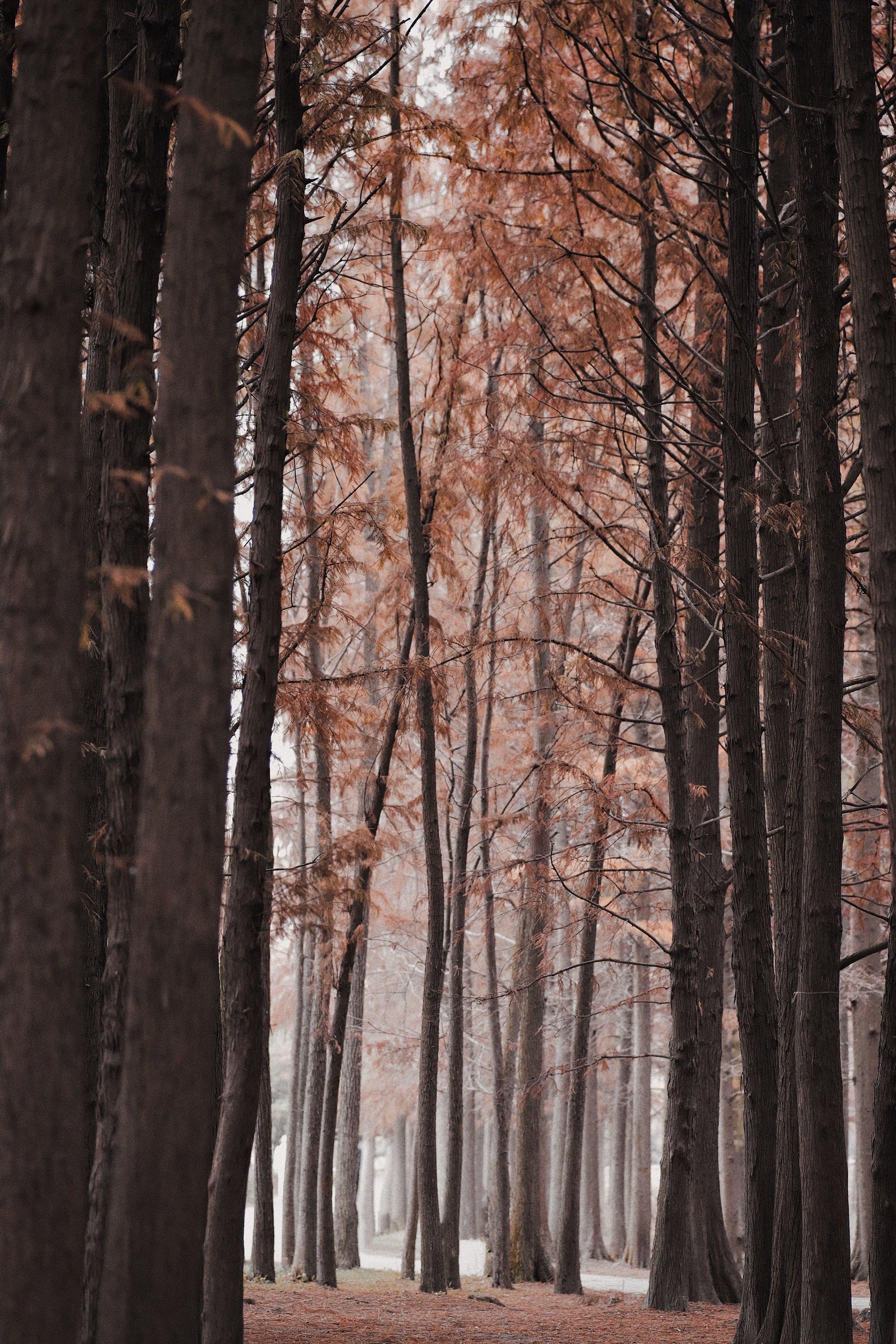 红杉点燃了共青公园的冬天