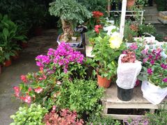 -金陵花卉交易市场