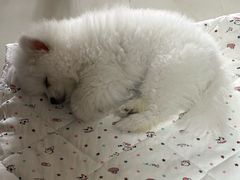 -北京观赏动物医院·24小时大型综合·猫专科·异宠专科