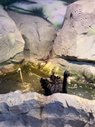 -酷嗒动物文化乐园(cutezoo西溪乐天城店)