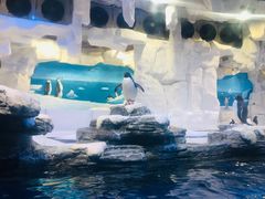 -华夏文旅海洋公园