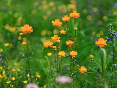 -陌上花开主题餐厅