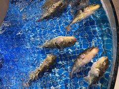 -渔人码头(中南店)