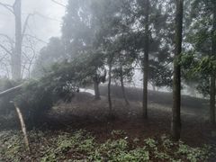 -天目山大树王景区