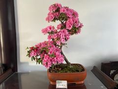 -上海醉白池公园