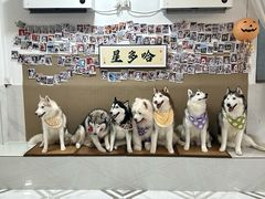 -星多哈·狗咖·拼豆·咖啡