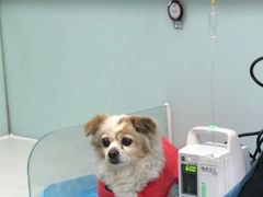 -纳吉亚猫专科动物诊疗中心(蒋宅口分院)