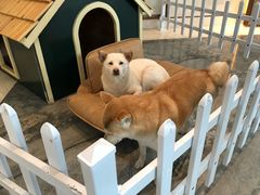 -上海崇明金茂凯悦酒店