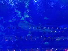 -成都浩海立方海洋公园