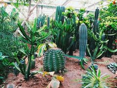 -呀路古热带植物园