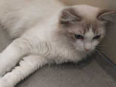 -飞行喵MR PILOT|猫舍·猫咖(静安大融城店)