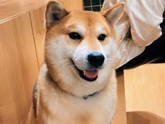 -是阿柴呀！柴犬咖啡·爱喵喵猫咖