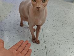 -喵园·猫主题咖啡厅·撸猫·猫咖(国贸店)