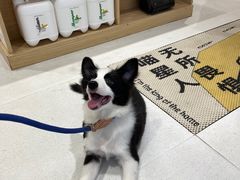 -鼎级派宠物(中南店)