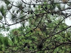 -广州白江湖森林公园