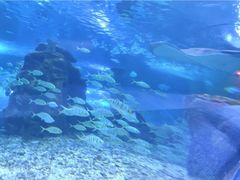 -秦皇岛新澳海底世界