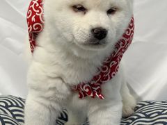 -萌宠之家·腊肠犬·马尔泰·小体犬舍
