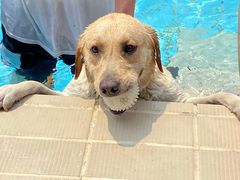 -趣玩宠物乐园寄养训犬训狗游泳池