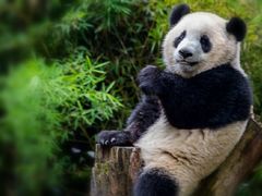 景点-成都大熊猫繁育研究基地