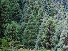 -重庆睡佛山森林公园