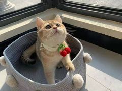 -柚子猫舍·精品猫舍购猫·猫咪认养·购宠·宠物店