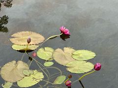 -云溪植物园