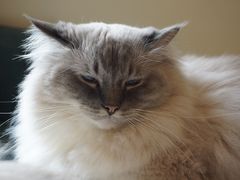 -滚猫咖啡·猫咖·猫友好撸猫(未来城店)