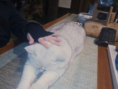 -普洱茶府(博乐广场店)