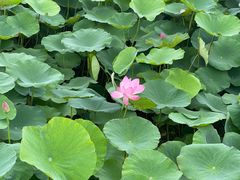 -梁鸿国家湿地公园