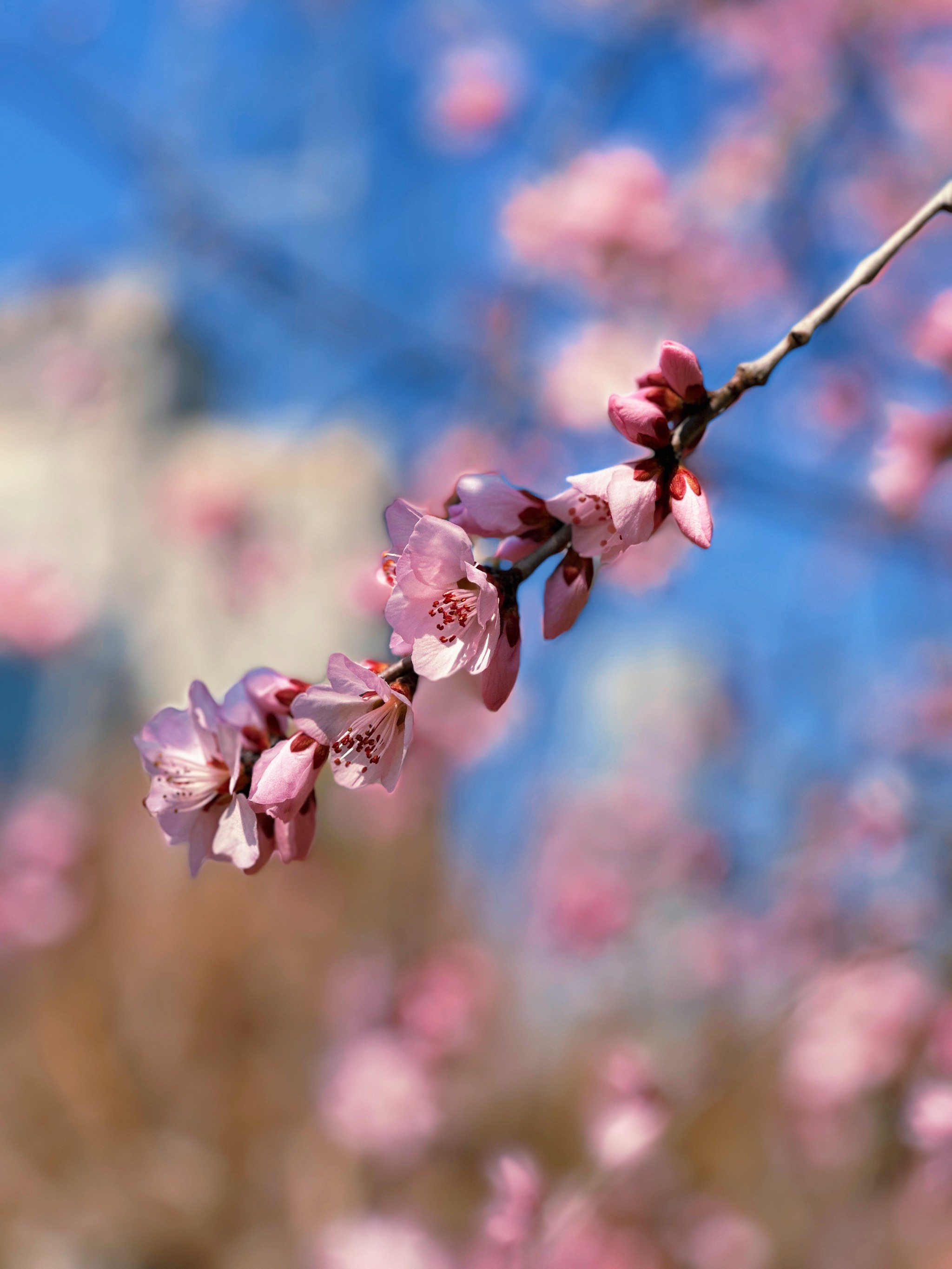 迎春花生物笔记图片