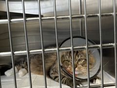-艾贝尔宠物医院·24H转诊中心·肿瘤猫专科(江宁双龙店)