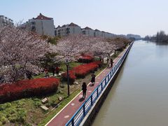 -高东镇樱花园