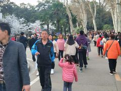-武汉大学-樱园