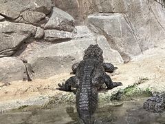 -上海海洋水族馆