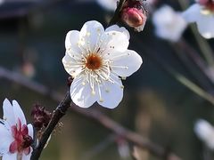 -杭州植物园