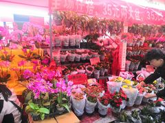 -越秀西湖花市(广州城市广场花卉店)