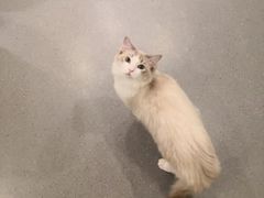 -飞行喵MR PILOT|猫舍·猫咖(静安大融城店)