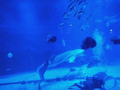 -烟台海昌鲸鲨海洋公园