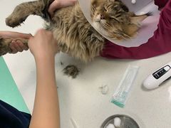 -北京观赏动物医院·24小时大型综合·猫专科·异宠专科