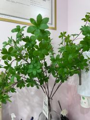 -变美丽半永久纹眉连锁·机器野生眉·洗眉