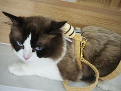 -瑞派长江宠物医院·猫科·外科·24小时夜护(谊城公寓分院)