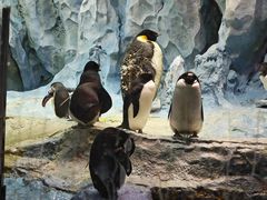 -帝企鹅自助餐厅•儿童岛•真企鹅(长隆企鹅酒店)