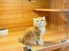 -猫十亿·布偶金渐层·曼基康矮脚猫舍(青年路店)
