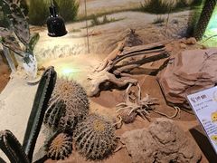 -正佳雨林生态植物园