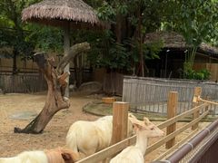 -熊猫自助餐厅.萌趣城堡(长隆熊猫酒店)