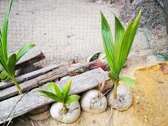 -东郊椰林