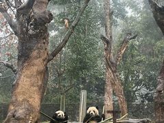 -都江堰中华大熊猫苑