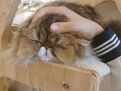 -More Fun猫咖 二十只万元加菲主题