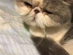 -more than meow吴止猫主题餐厅(承德 中船汇店)