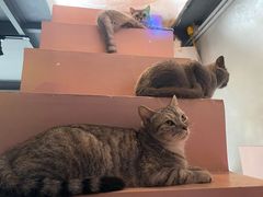 -猫儿山۰猫主题餐厅